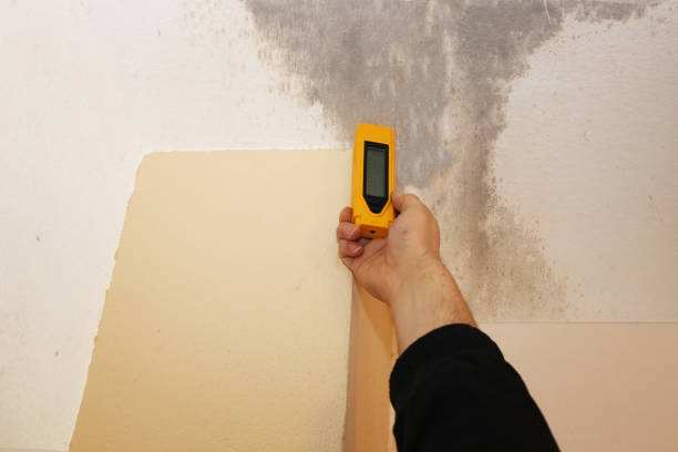 Mold Remediation for Rental Properties in Pageland, SC