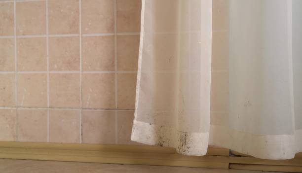Reliable Pageland, SC Mold Removal Solutions