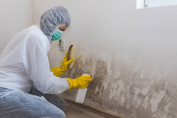 Best Mold Damage Restoration  in Pageland, SC