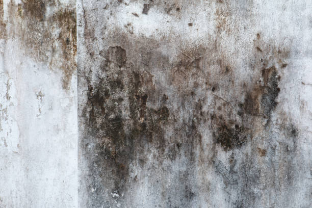 Best Mold Prevention Services  in Pageland, SC