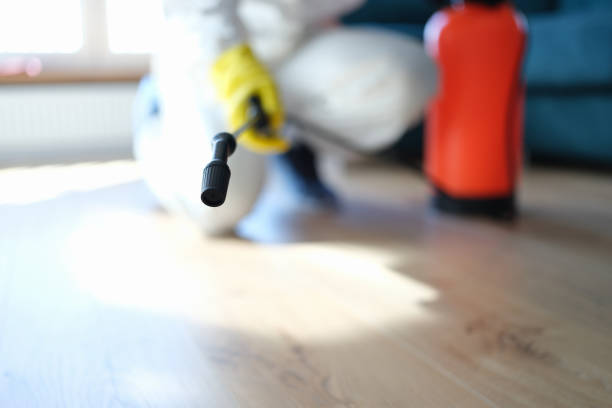Best Black Mold Removal  in Pageland, SC