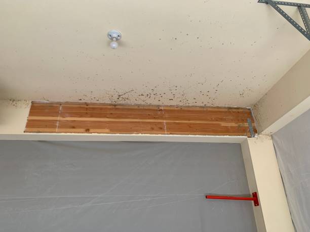 Best Attic Mold Removal  in Pageland, SC