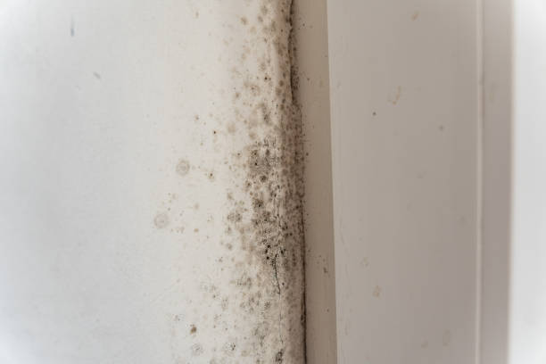 Best Basement Mold Removal  in Pageland, SC